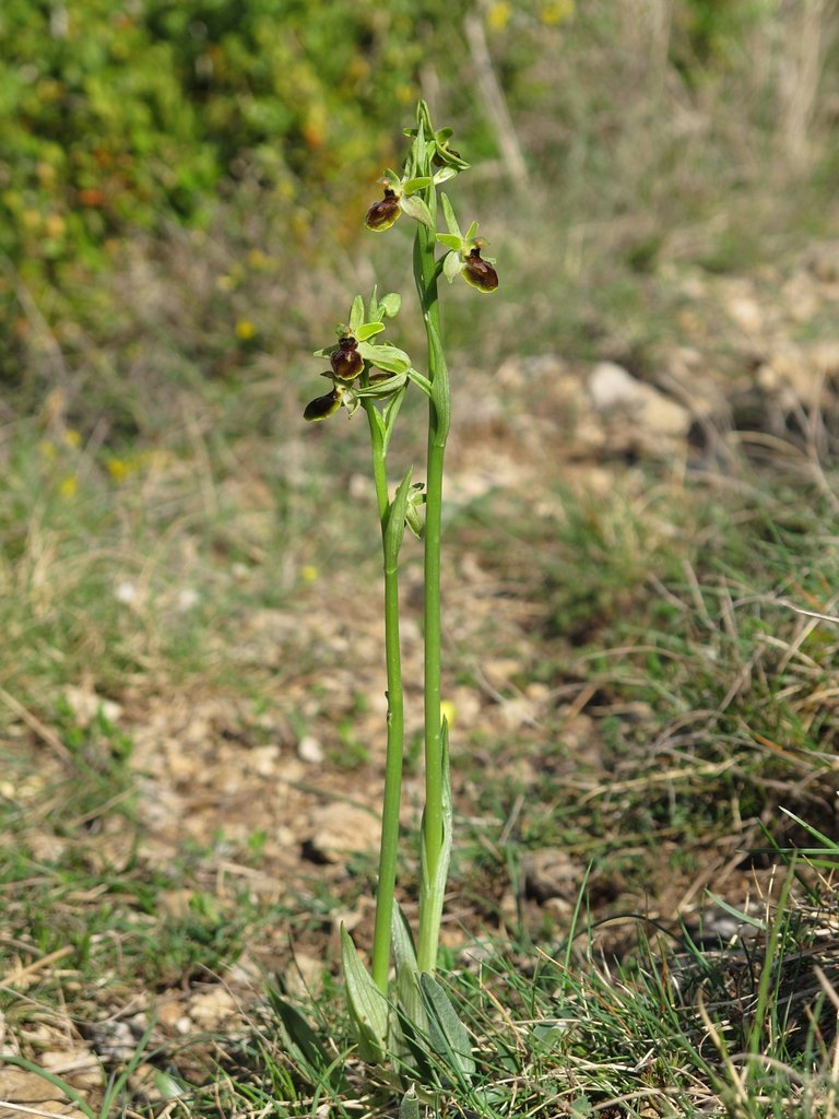 Ophrys virescens